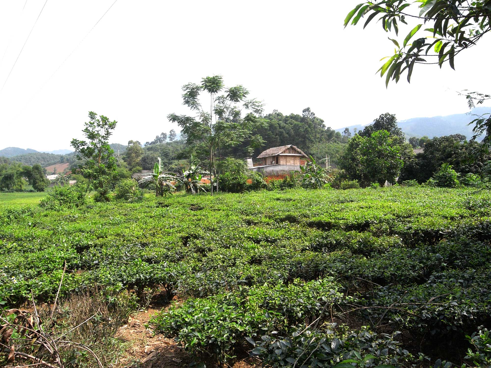 Une ferme et sa plantation de thé.
