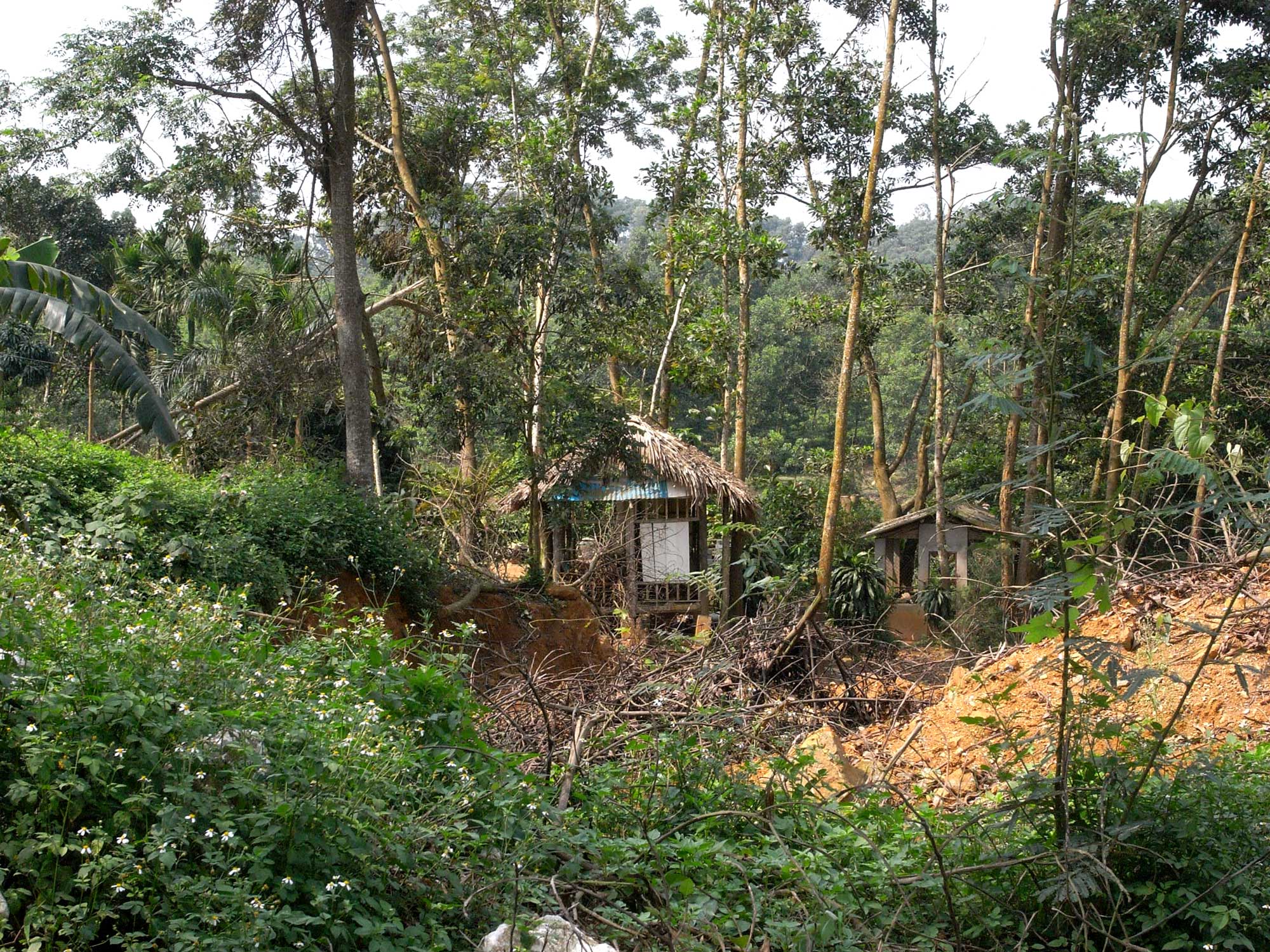 Dans la forêt, un habitant discret.
