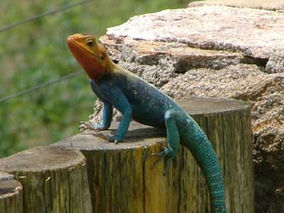 Résident du lieu, curieux de voir les visiteurs