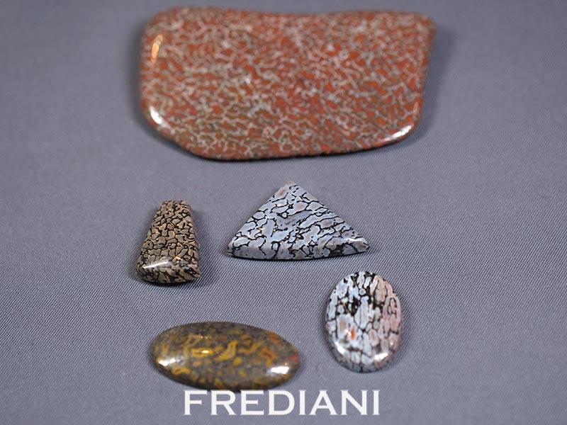 Cabochons en os de dinosaures disponibles en stock